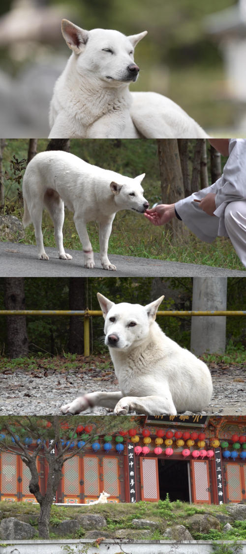 앞발에 올무 걸린 고순이를 구하라…'TV동물농장', 해인사 백구 구출작전