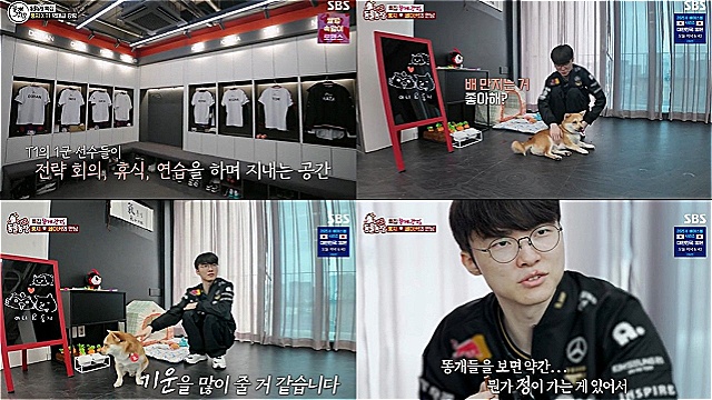 "페이커도 무너졌다" T1 인턴견 '룽지' 대활약…'TV동물농장', 동시간대 최고 시청률 '4%'