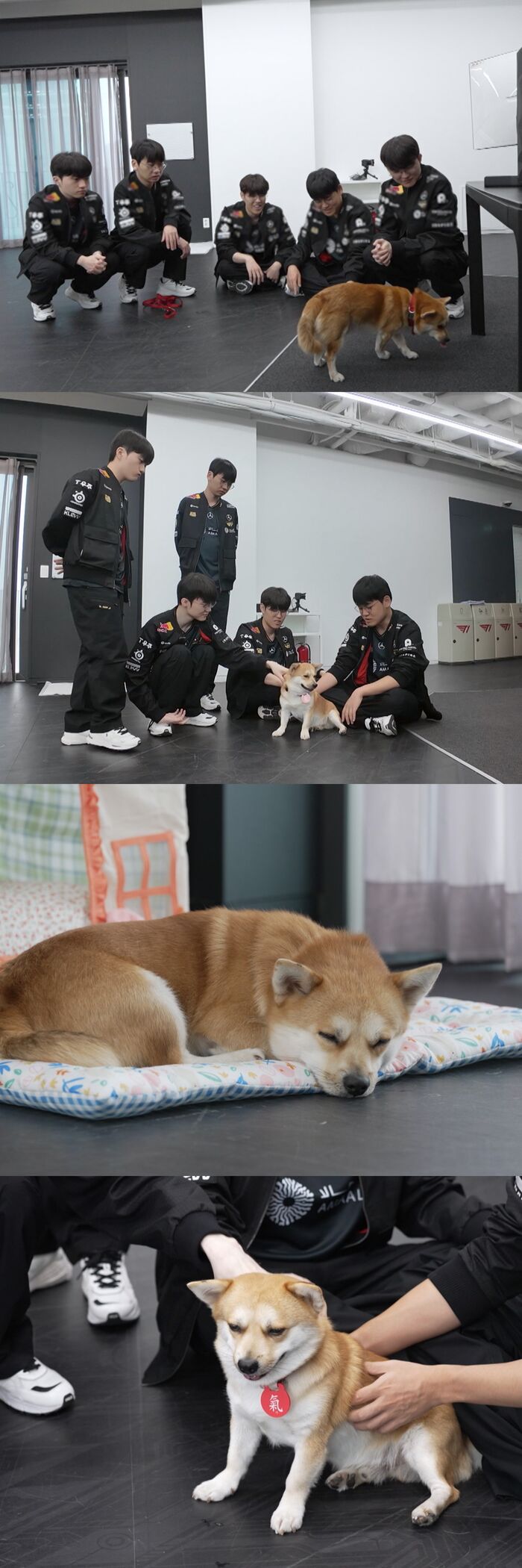 'Animal Farm' Faker & T1 Members Queue Up for Loongji's Good-Luck Boost