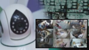 "내가 왜 여기에" 음란물 사이트에 떡하니…카메라 뒤 정체