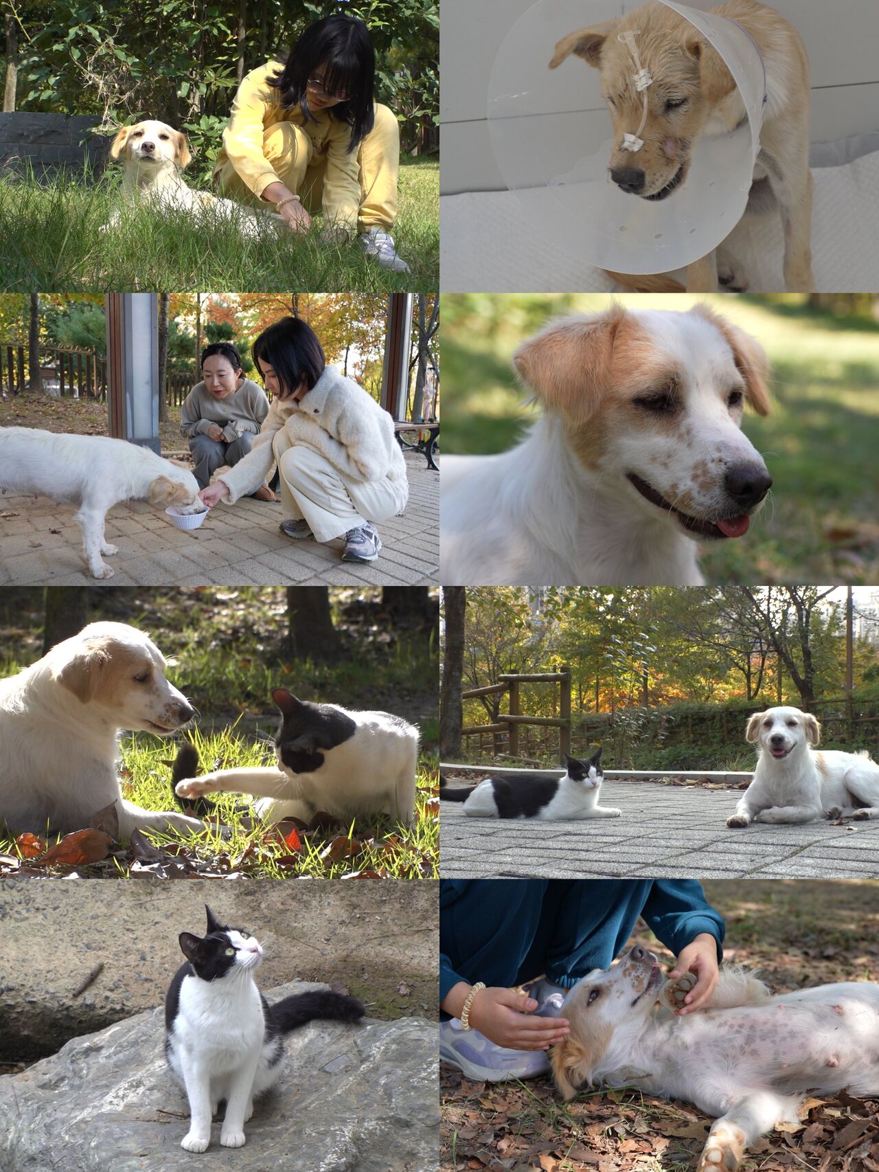 유기견X유기묘, 종을 초월한 우정…'TV동물농장', 동화 같은 이야기 조명