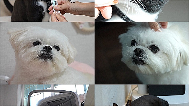 간식 먹고 눈물 흘리는 고양이가 있다?…'TV동물농장', '예의 있는' 반려묘X반려견 사연