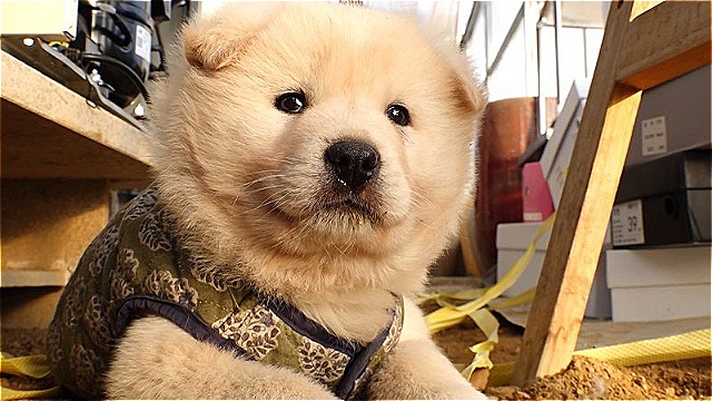 '로치'와 '창슥이', 두 강아지의 친해지길 바라 프로젝트&hellip;'TV동물농장' 공개