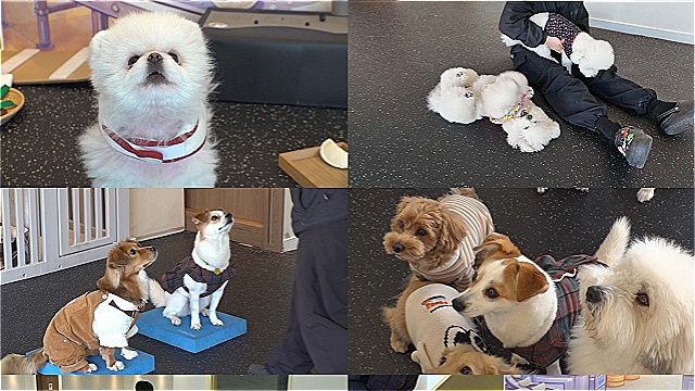 악기 연주에 한글 읽기까지?&hellip;'TV동물농장', 슬기로운 '강아지 유치원' 생활 공개