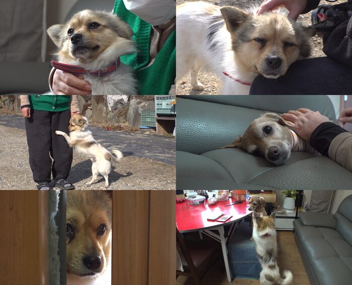 'Animal Farm' Gildong, the Puppy Who Appeared Out of Nowhere ― Why Is He So Attached to a Complete Stranger?