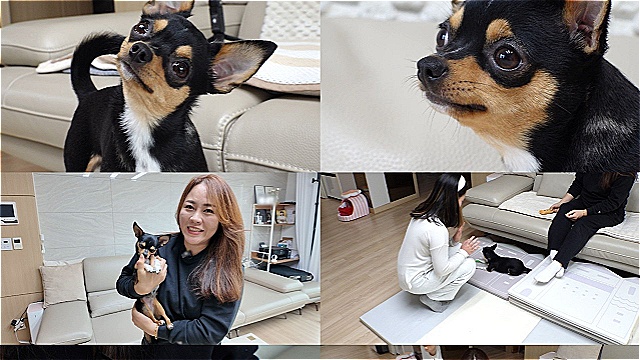 애교 많은 치와와, 한 사람 앞에서만 으르렁&hellip;'TV동물농장', 돌변한 행동의 이유 분석