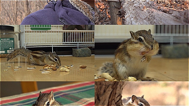 세 발 다람쥐 초록이, 봄 맞아 시작된 이상 행동의 이유는?…'TV동물농장' 소개