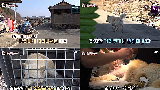 'TV동물농장', 세 발 떠돌이견 '메리' 기적의 구조&hellip;동시간대 시청률 1위