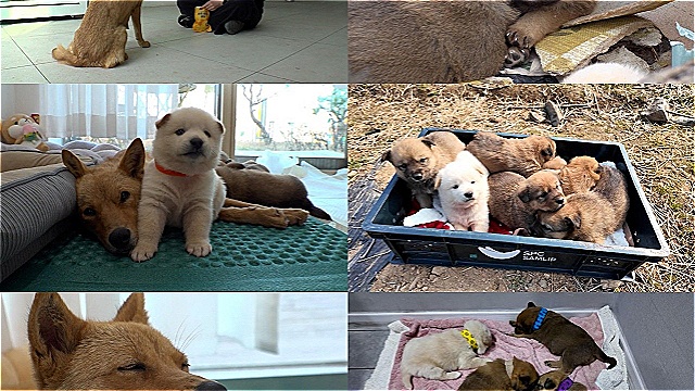 미용실 와서 음식만 먹고 사라지는 누렁이, 그 특별한 사연은?…'TV동물농장' 공개