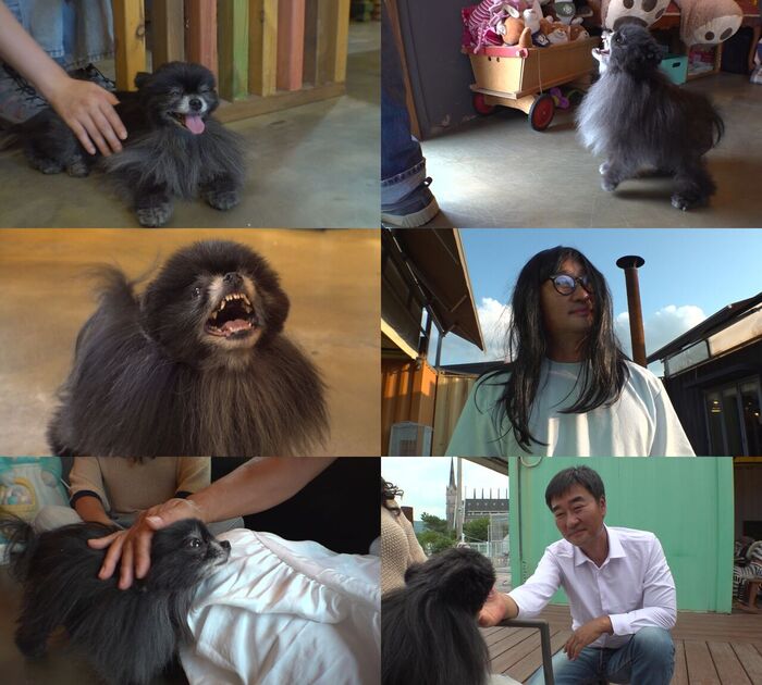 TV Animal Farm Explores the Mystery of Tani, the 'Angel Dog' Who Turns Into a 'Devil' Only Around His Owner