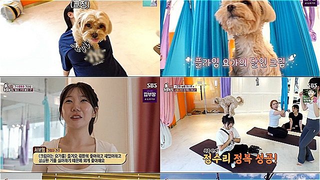 Meet Cream, the Yoga-Loving Dog Who Conquered the Skies on TV Animal Farm