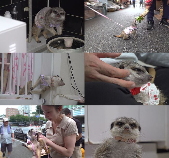 'Animal Farm' Features Changdeok, the Greedy Meerkat Who Bosses Around Cats