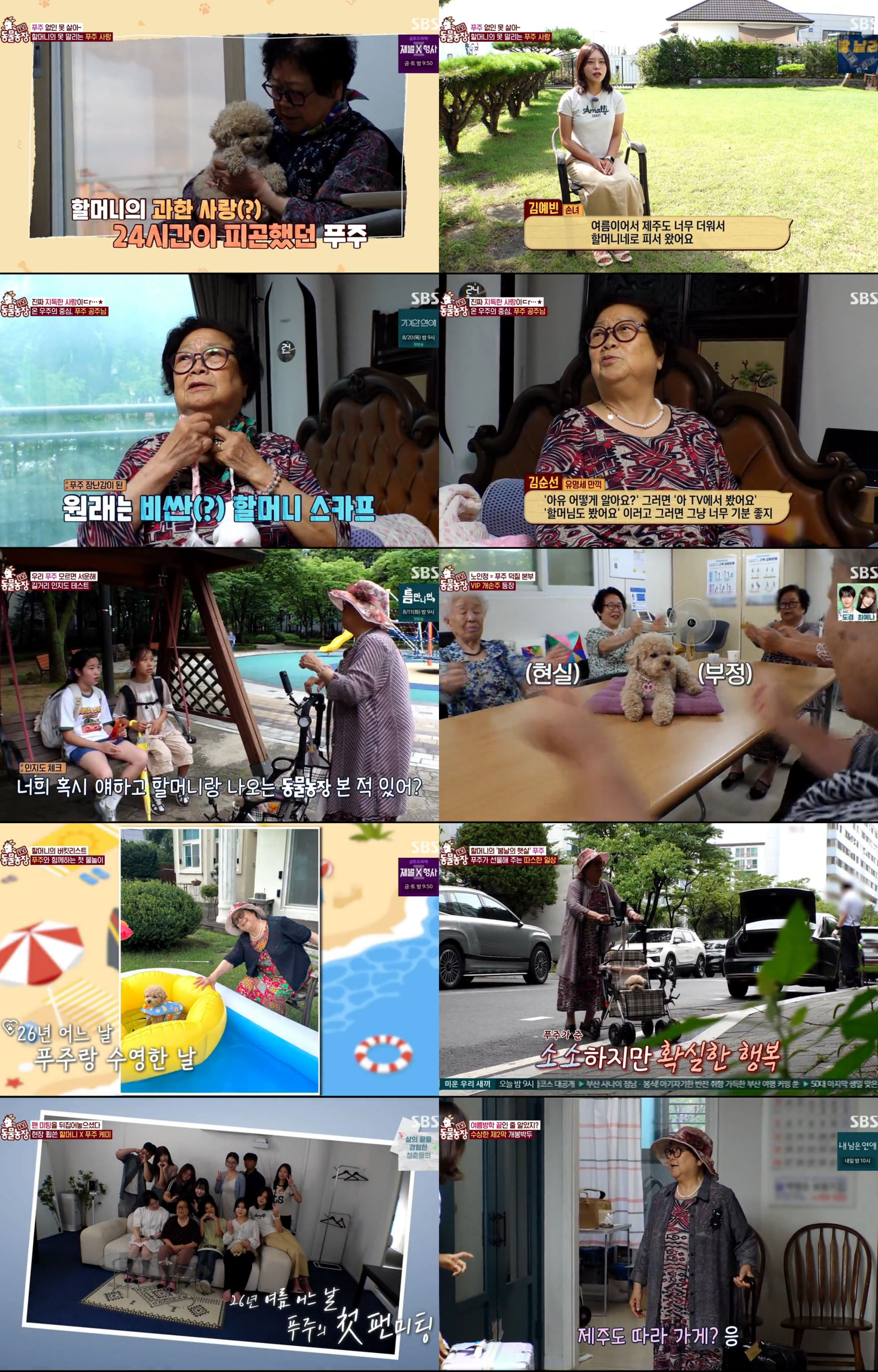 '<!HS>TV<!HE><!HS>동물농장<!HE>', 90세 할머니 인생 바꾼 '견손주' 푸주와의 특별한 방학 '감동'